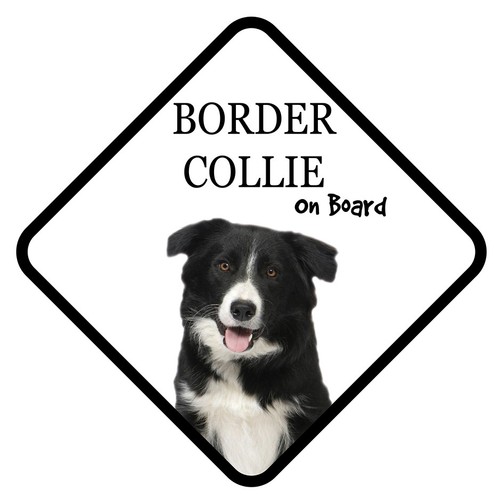 Border collie board - board, car