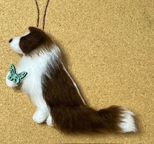 BROWN BORDER COLLIE with GREEN