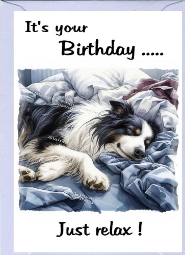 Border collie dog - collie, sheepdog