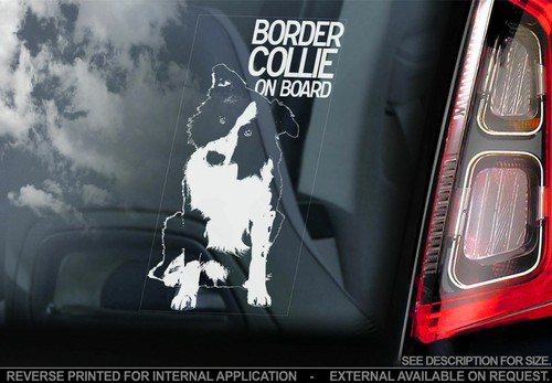 Border collie car - border,