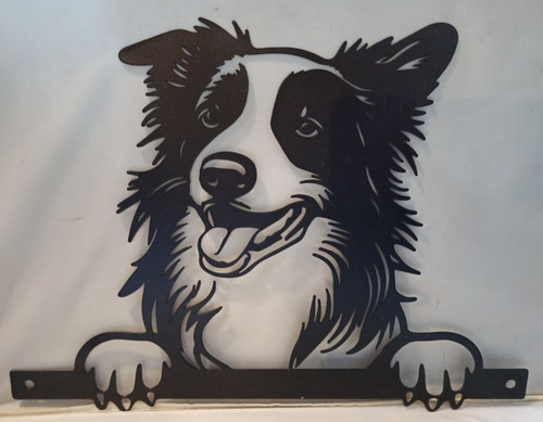 Peeking border collie - peeking,