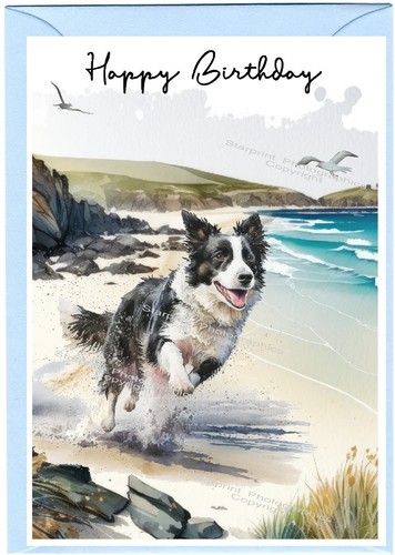 Border collie dog sheepdog - border,