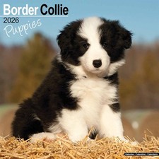 Border Collie Puppies Calendar
