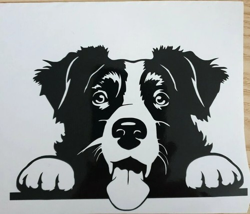 Border collie sheepdog dog - 1x,