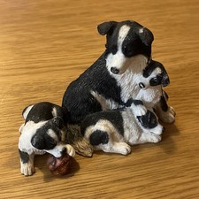 Border Collie With 3 Puppies