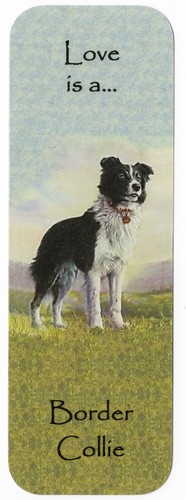 Border collie dog beautiful - border,