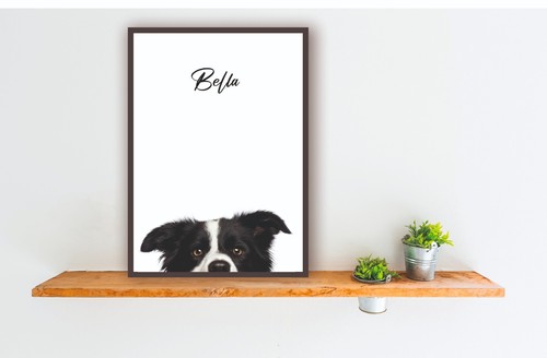 Border collie sheep dog - collie,