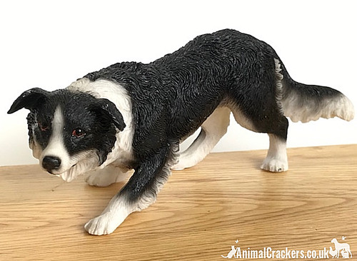 Border collie sheepdog - sheepdog, classic