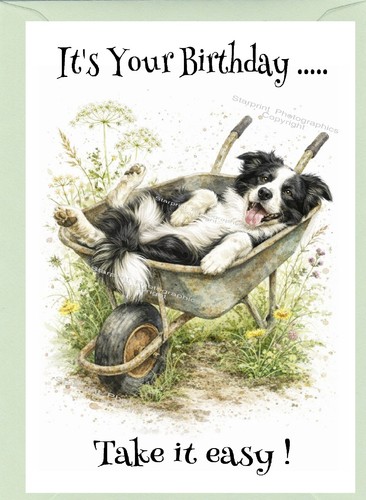 Border collie dog sheepdog - collie,