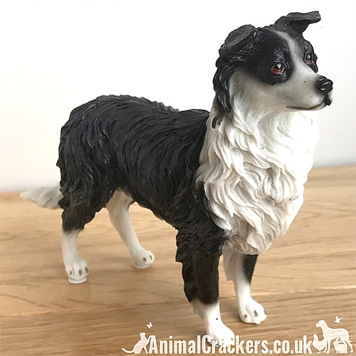 Border collie sheepdog - collie,