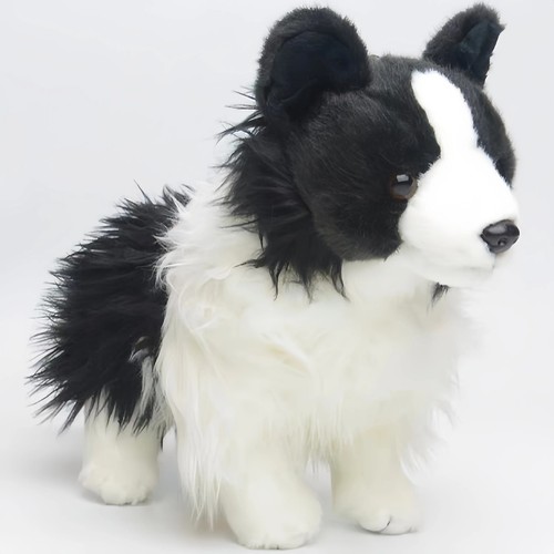 Chase border collie - border, dog