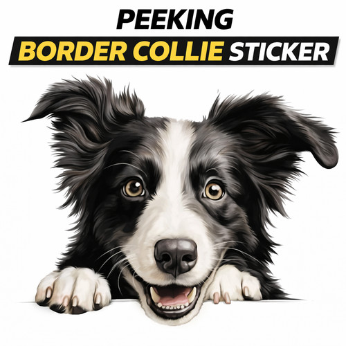 Funny peeking border collie - border,