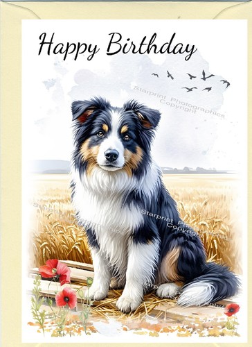 Border collie dog - border,