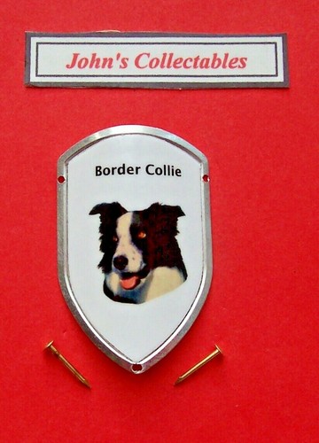 Border collie walking - border,