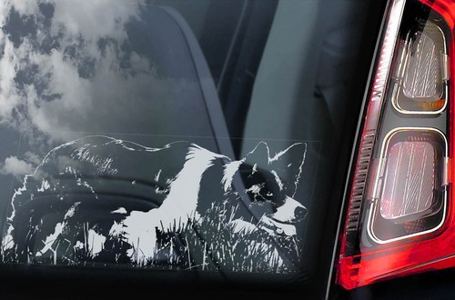 Border collie sticker - border, car