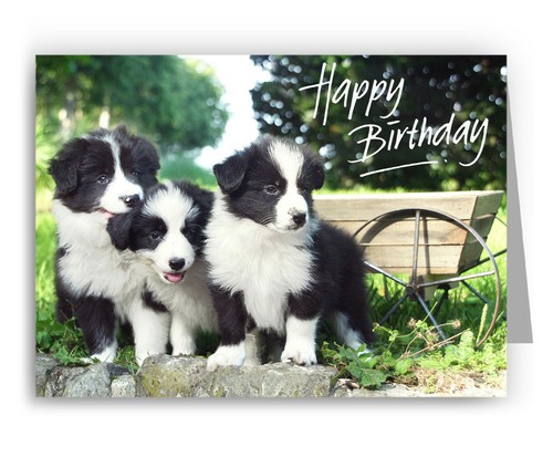 Border collie puppies birthday - border,